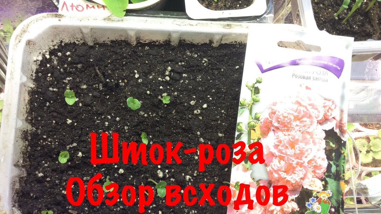 цветы фото шток роза онлайн