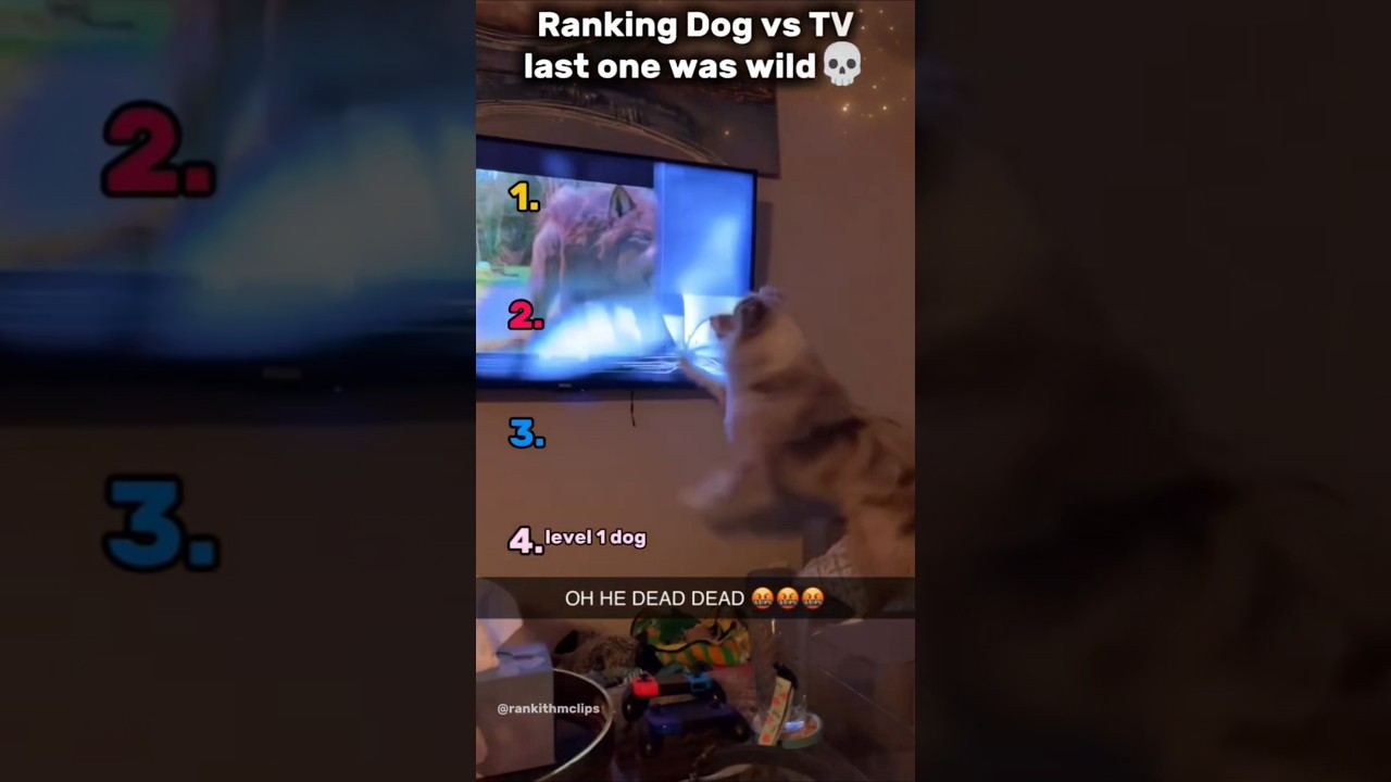 Ranking FUNNY Dogs Vs TV😭