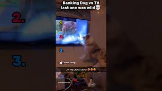 Ranking FUNNY Dogs Vs TV😭