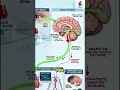 Perché alcune persone svengono alla vista del sangue? #medicina #science #animation