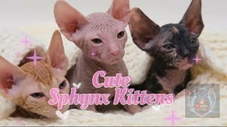 3 baby Cute Sphynx Kittens by ModernCoolCats 45 views 2 months ago 40 seconds