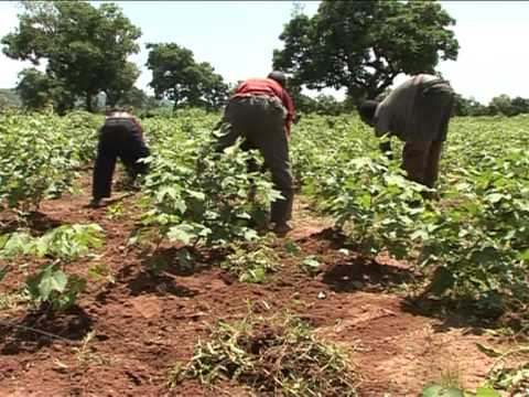 Benin cotton farmers embrace organic revolution - YouTube