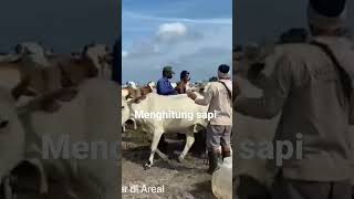cara menghitung sapi