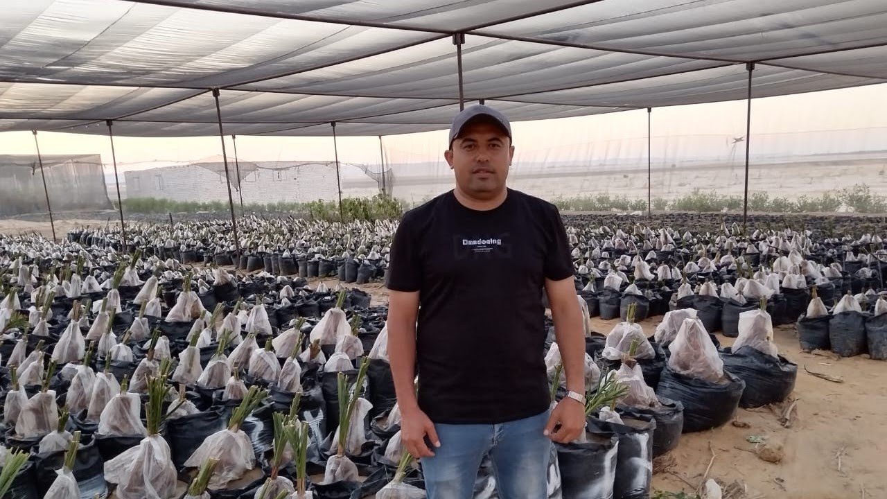 افضل طريقه في العالم لزراعة فسائل النخيل بالتفصيل وشرح عملي (الجزء الأول) للتواصل ‏‪0 114 493 3524‬‏