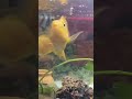 Oscar, Parrot & African Cichlid Fish Feeding Time 🐠 #shorts #fish #parrotfish #oscarfish #aquarium
