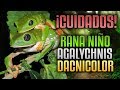 Cuidados e información | Agalychnis Dacnicolor | Ranas cara de Niño