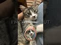 its my cat#coconut #cat #youtubeshorts #artist #shortvideo #