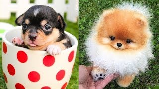 Funniest Confused Dogs Compilation 2021 | Funny Pet Videos