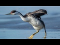 Western Grebe Walking on the Beach