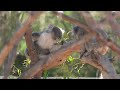 Australian Experience Encounter at Werribee Open Range Zoo