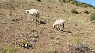 KANGAL KOYUNLARYAYLADA