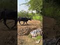 Working Bull Starting Old Gear Toka Machine #shorts #shortsfeed #punjabdimitti