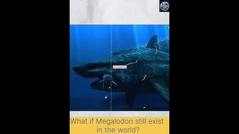What if megalodon still exist in the world? #viral #facts #shorts   @Ms.UncountableFacts