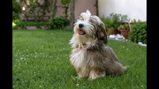 Havanese Growth and Weight