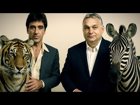 Van-e félnivalónk a bohócoktól? Kinek nagyobb a ..? Sikeres-e a zebra tábornok elterelő hadművelete?