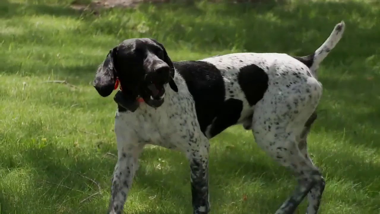 Teaching a dog here with vibrate on an ecollar YouTube