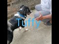 funny dog #viralvideos #viralshort #comedy #petslovers