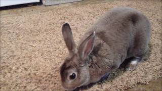 Free Range Garage Rabbit Keeping - Pros And Cons...mostly Cons