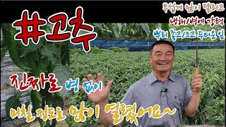 #고추 병충해 없이 미칠정도로 많이 열렸어요~ 고추자체가 튼튼해 집니다! 잎은 두툼하게 넓어지고 #오복이농법 #오복이고추 #오복이 #유황규산오복이 #코시팜스 #김규성 #고추탄저