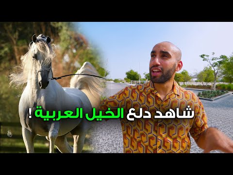فيديو: هل الخيول الأصيلة جيدة للتربية؟