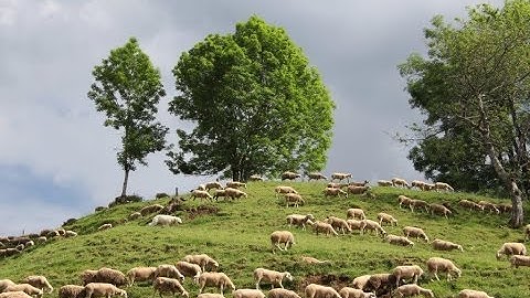 MON BEAU CANTAL n°81 Moutons à St JULIEN de JORDANNE juin 2015 JP DELBERT les frères FABRE Jean Pié