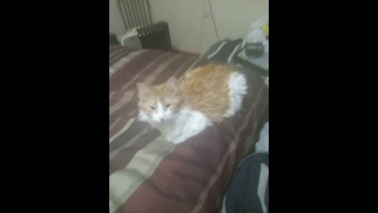 late night stream | join to help you fall sleep