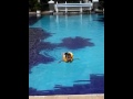 CANTIQUE CALLYSTA SWIMMING TIME