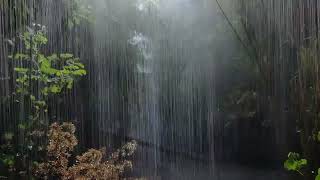 Eliminate Stress and Insomnia with Rainforest Rain Sounds.