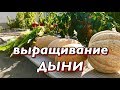 Дыня.Лучшие сорта. Выращивание дыни