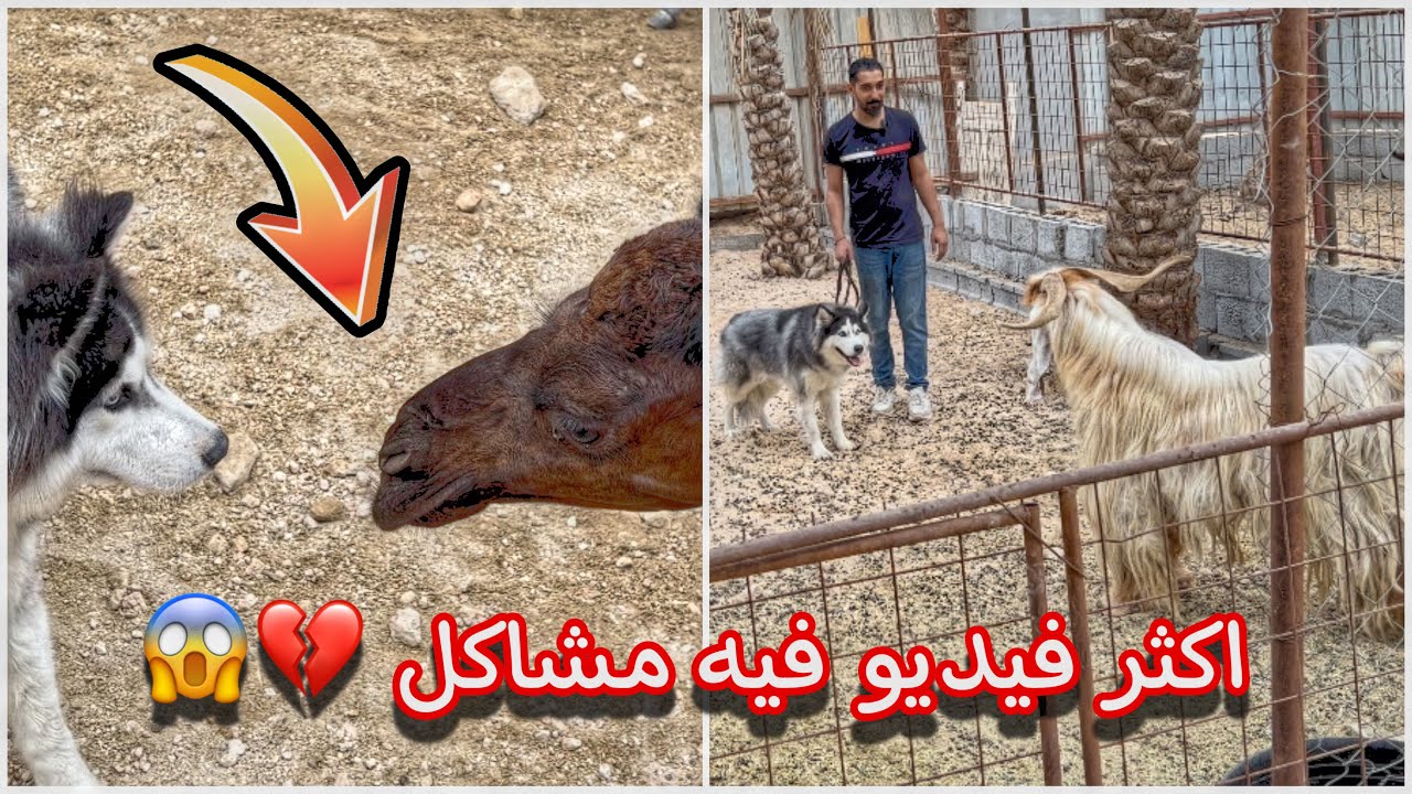 ولد جاك قابل الغنم والابل وتهاوش مع كلابي بالمزرعه 🙀💔