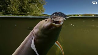 Lungfish: Begini Cara Mereka Hidup di Dalam Lumpur Hingga Bertahuntahun | Ikan ParuParu