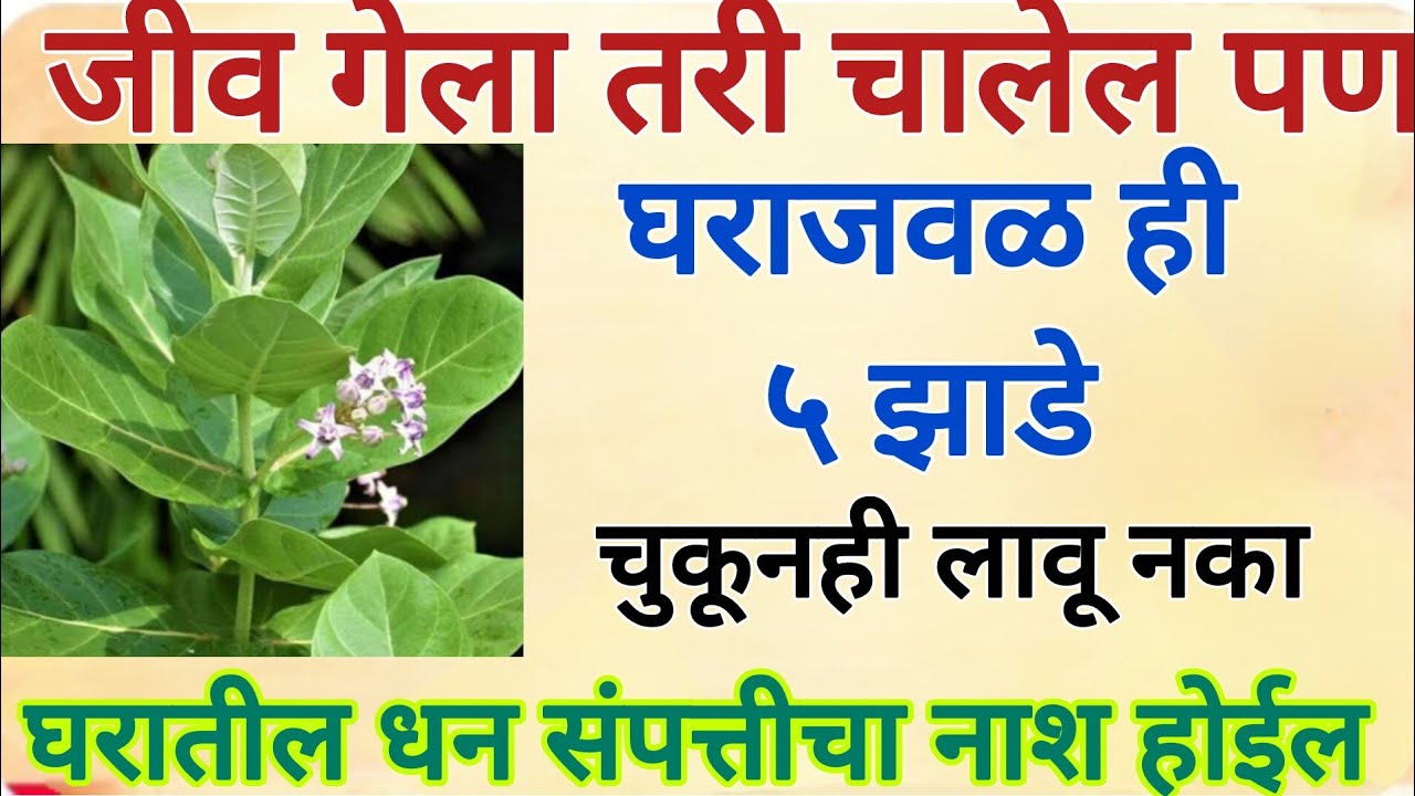 स्वामीनीं सांगितलेली ही ५ झाडे चुकूनही घराजवळ लावू नका,धन संपत्तीचा नाश होईल#marathi 