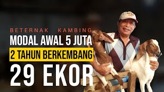 BETERNAK KAMBING CUMA MODAL 5 JUTA, DUA TAHUN JADI 29 EKOR