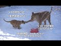 旭山動物園　イトの狩りごっこ　一生懸命狙うけど…　レイとフウの後を付いて行くイト　オリト＆イオちゃんファミリー