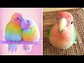 Smart and funny parrots parrot talkings compilation 2024  cute birds 17