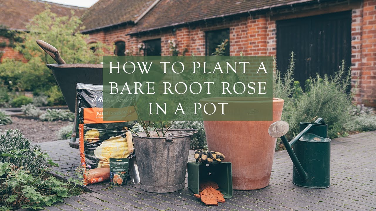 How to Plant a Bare Root Rose in a Pot by Steve, Head Gardener at David