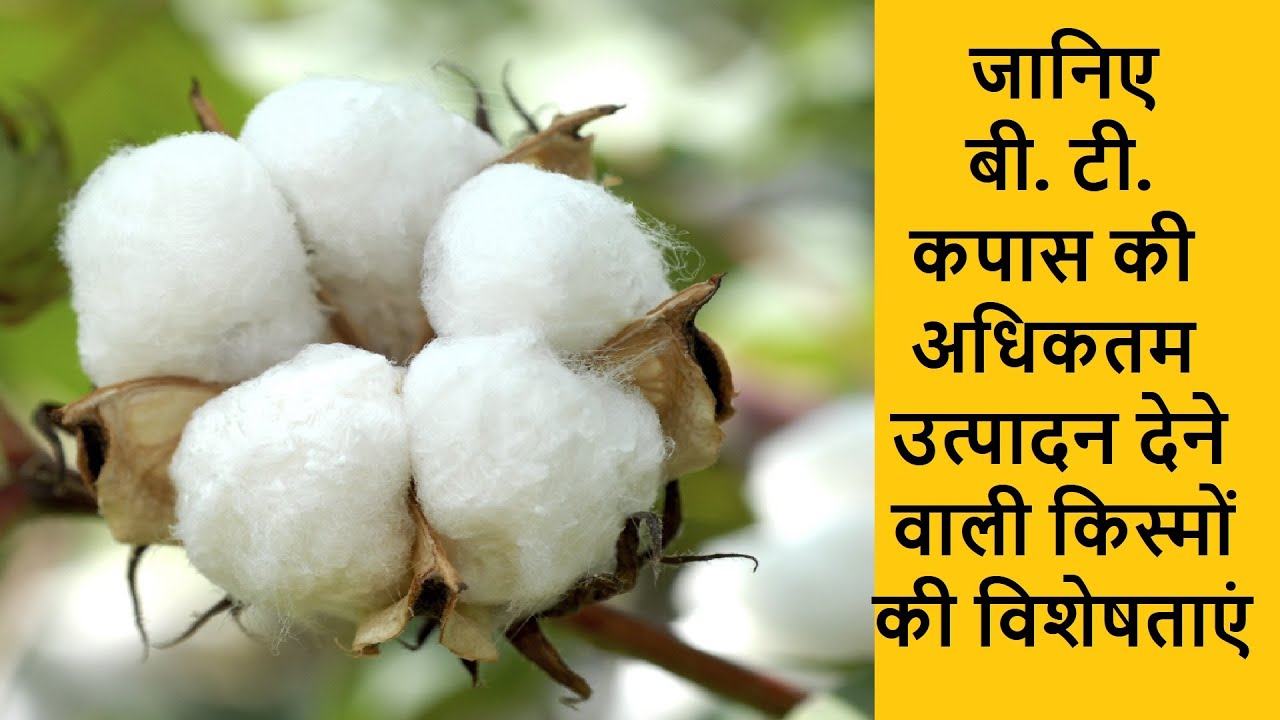 बीटी कपास की किस्में Bt kapas ki kisme Bt kapas ki unnat kisme Bt cotton varieties in