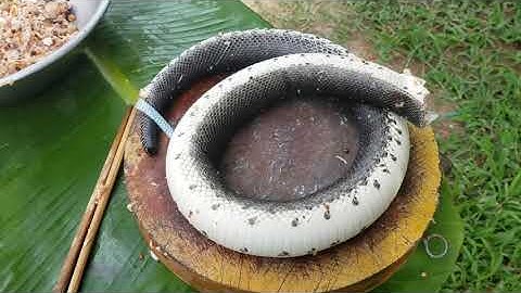 Thịt Rắn Ri Voi Cá Băm Với Thịt Ba Rọi Dồn Vào Da Rắn Hấp Nước Cốt Dừa