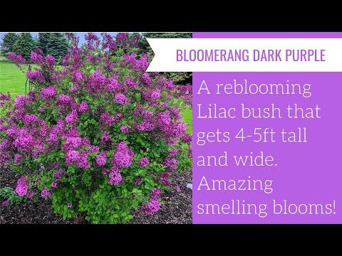 Bloomerang Dark Purple Lilac | gardencrossings.com