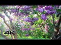 Amazing colors of lilac flowers in spring   4k nature relax