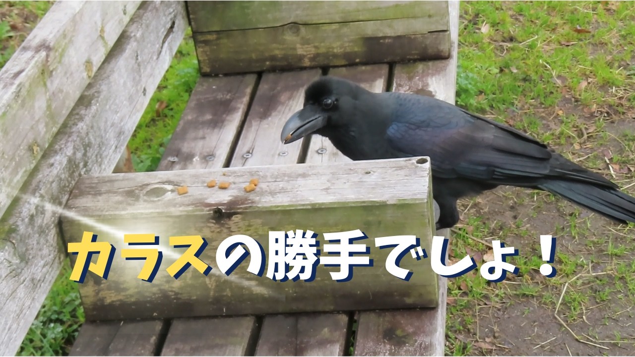 なんだか楽し気なカラスたち The crows look like they're having fun! #wildbirds - YouTube