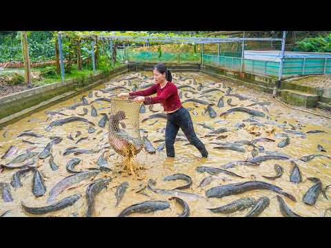 Drain The Pond To Harvesting A Lot Of Fish, Villagers Flocked To The Farm To Buy Fish