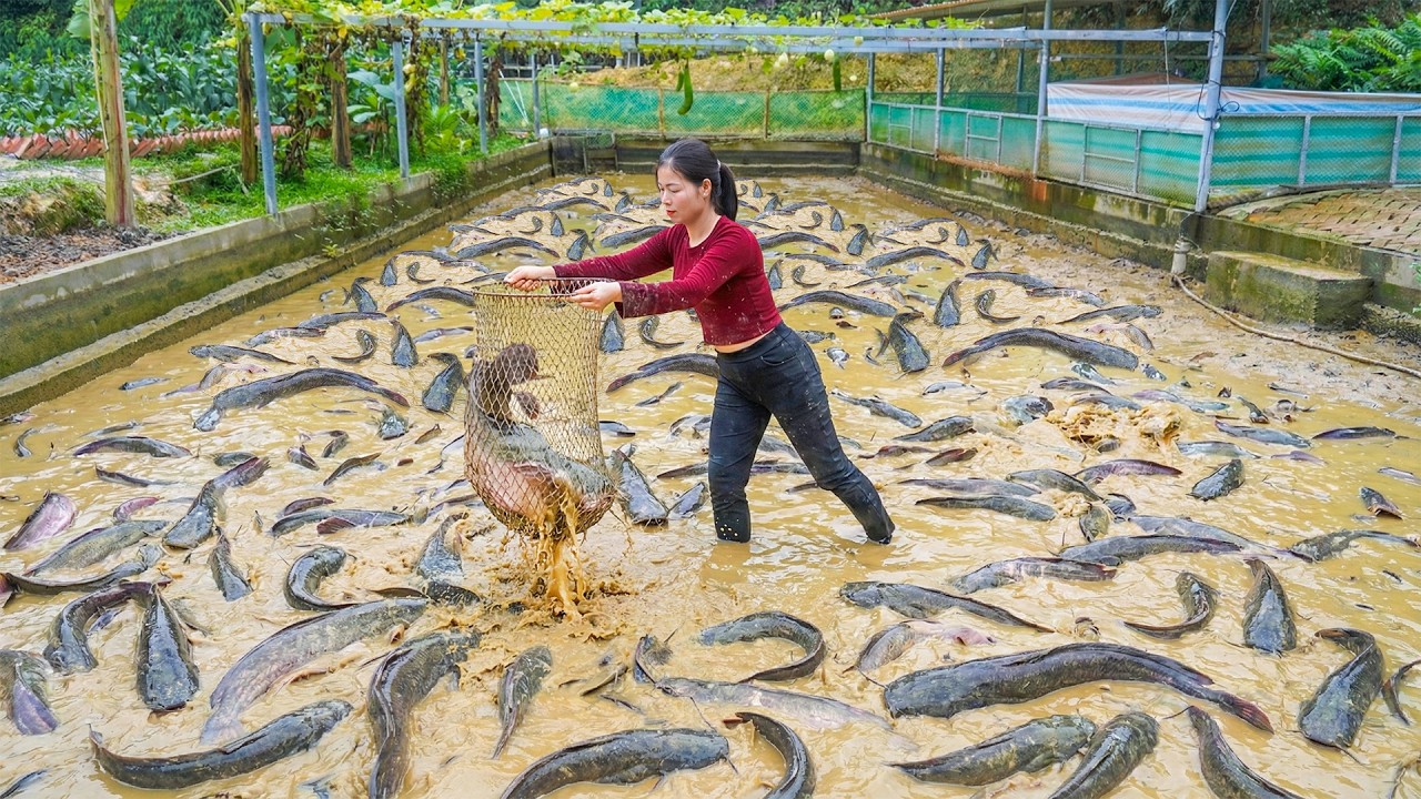 Drain The Pond To Harvesting A Lot Of Fish, Villagers Flocked To The Farm To Buy Fish