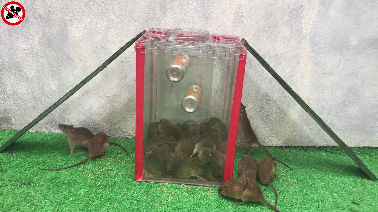 Las mejores 10 ideas de Trampa para ratas