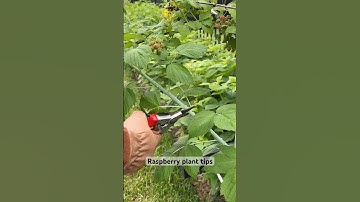 Tips for Pruning Black Raspberries #gardentips #raspberries