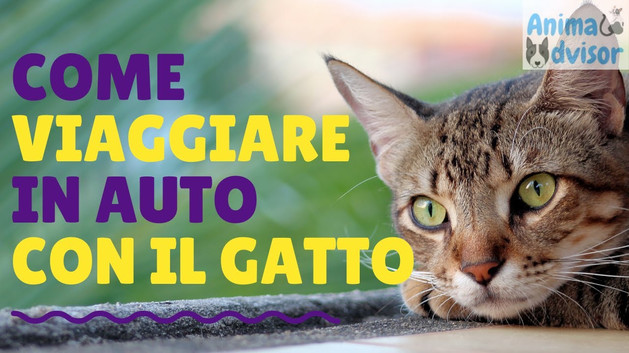 Come Insegnare Al Gatto A Usare La Lettiera Youtube