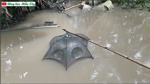 Thăm lờ Bát Quái dính cá quá khoái. KKK | fish trap | Bông lúa Miền Tây