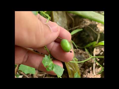 Video: Mga Pipino Sa Anim Na Ektarya: 3 Mga Pagpipilian Sa Paglilinang