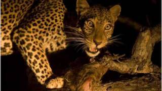 Jibanananda Das-Shikar.wmv