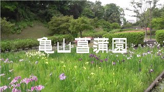亀山菖蒲園/あじさい（三重県亀山市）2021/05/26